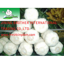 sell pure white garlic